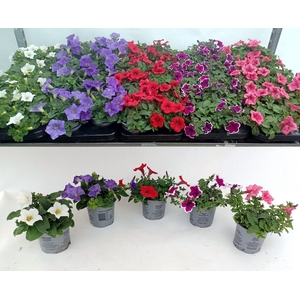 Petunia mix etage color tray