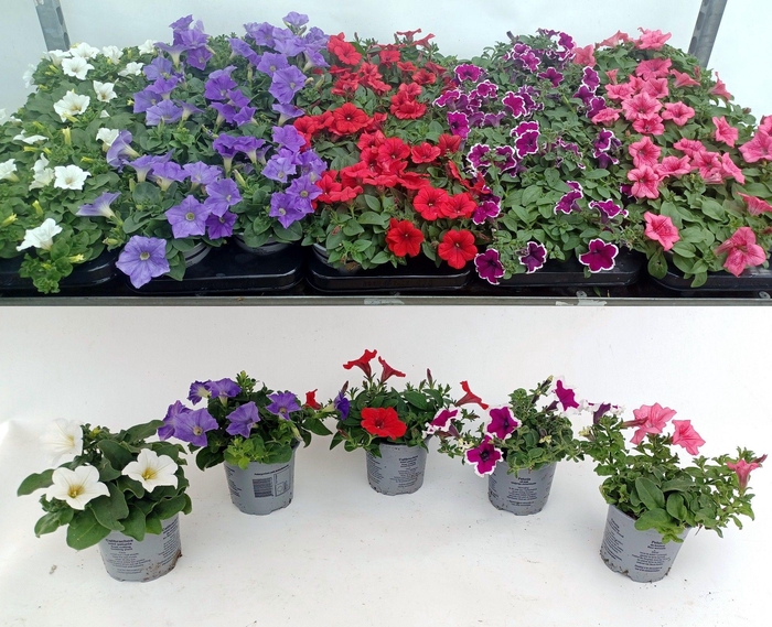 <h4>Petunia mix etage color tray</h4>