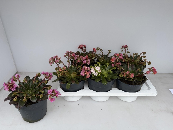 <h4>LEWI MOU DREAMS GEM</h4>