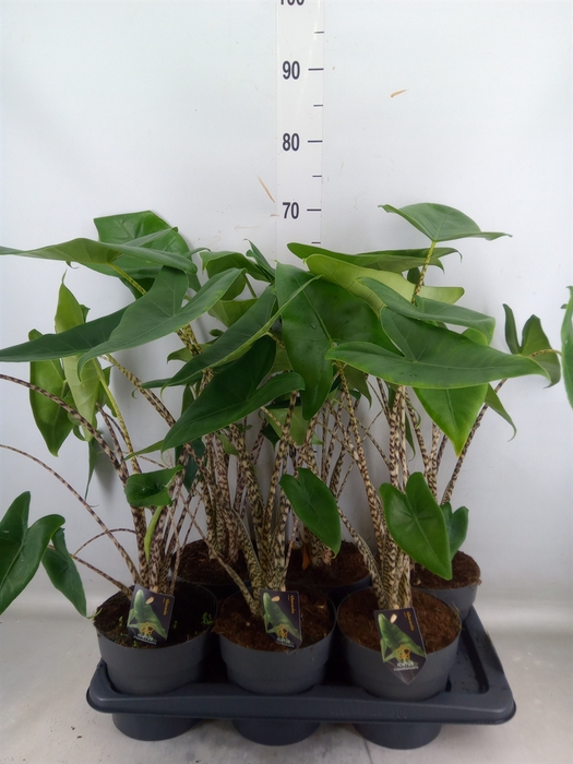 <h4>Alocasia zebrina</h4>