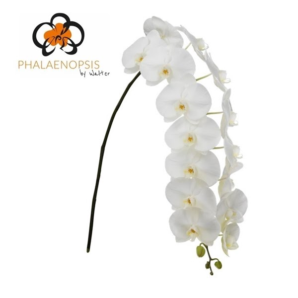 <h4>Phal Sensation White XXL 12+</h4>