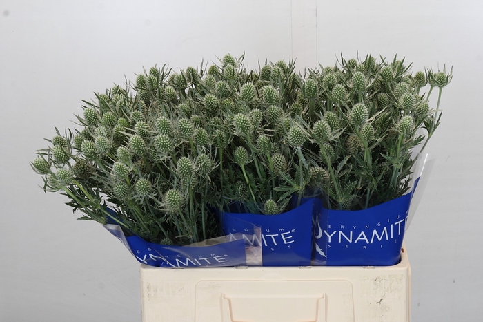 <h4>Eryngium Silver Dynamite</h4>