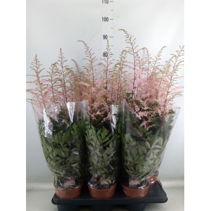 Astilbe   ...