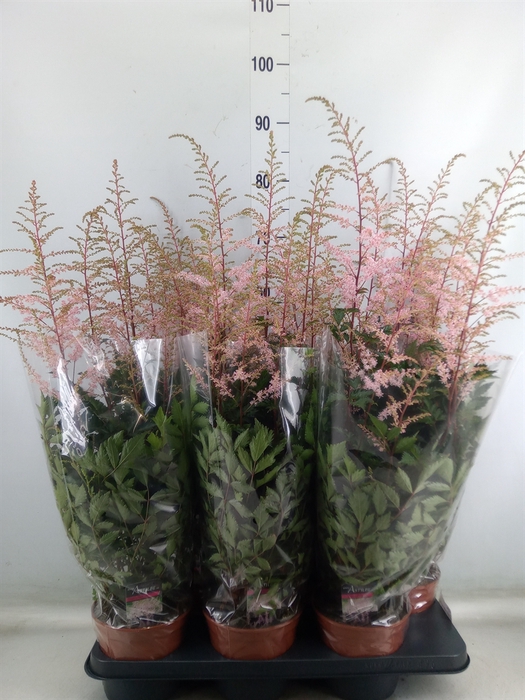 <h4>Astilbe   ...</h4>