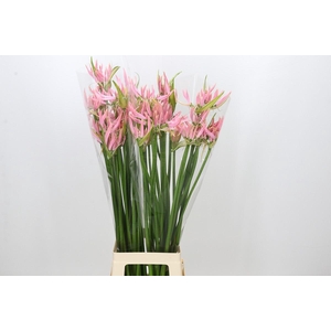 Nerine Pink Wonder