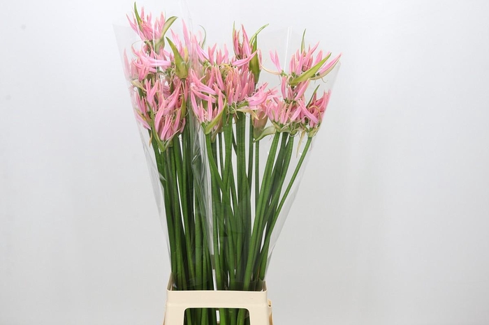 <h4>Nerine Pink Wonder</h4>