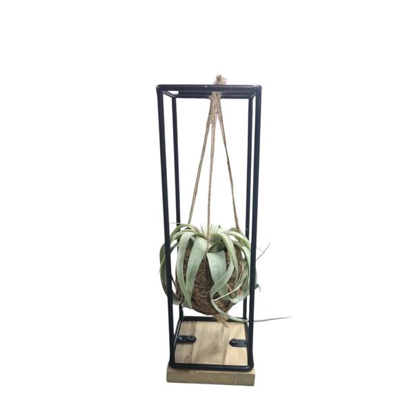 <h4>Tillandsia xerographica Kokodama hanger medium</h4>