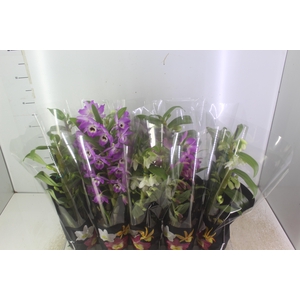 DENDROBIUM P12 PREMIUM