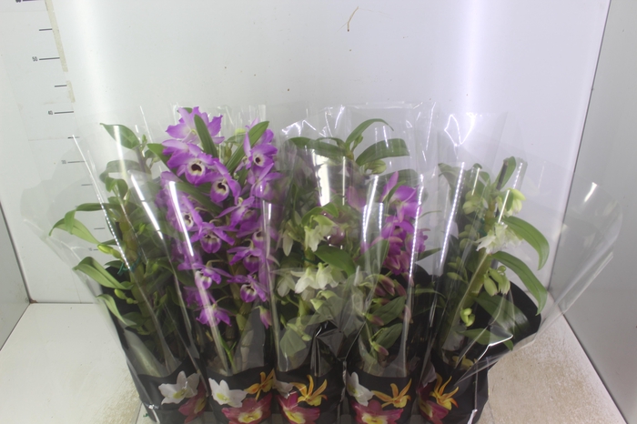 <h4>DENDROBIUM P12 PREMIUM</h4>