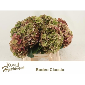 HYDR M CH RODEO CL