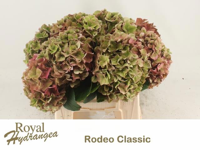 <h4>HYDR M CH RODEO CL</h4>