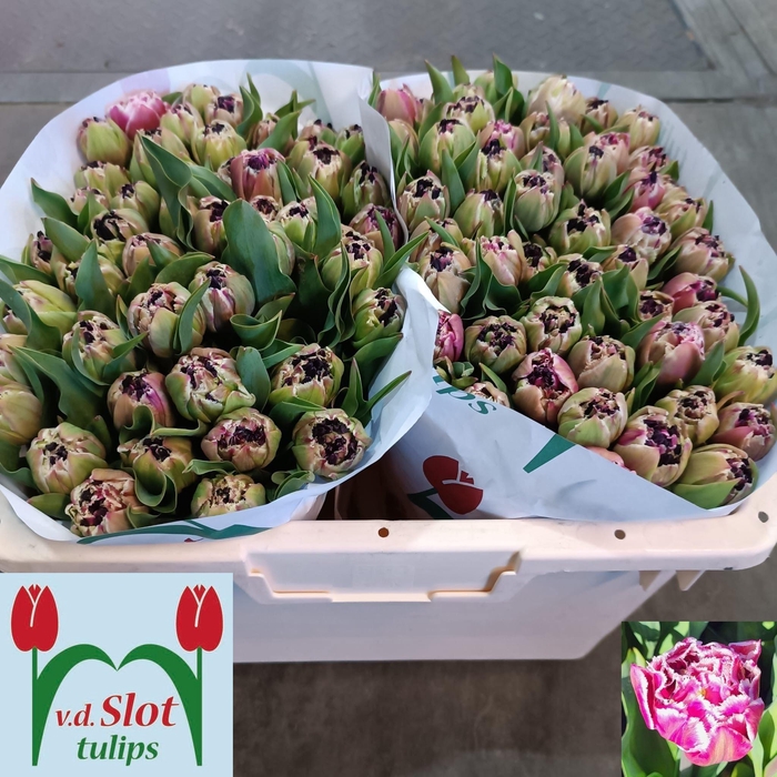 <h4>TU FR FOGGIA</h4>