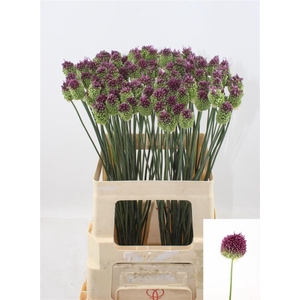 Allium sphaerocephalon