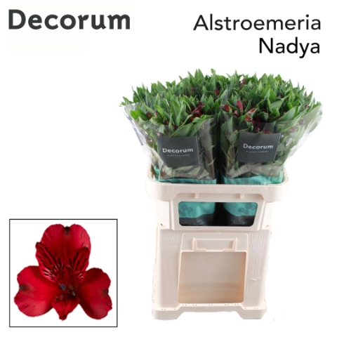 ALSTR NADYA Decorum (Jong)