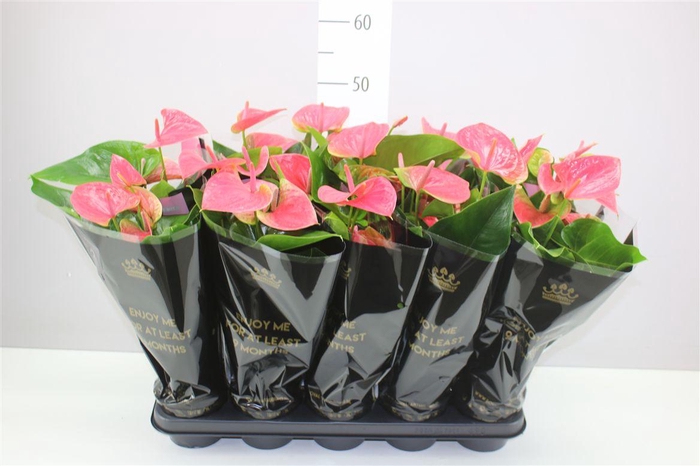 <h4>Anth An Roze</h4>