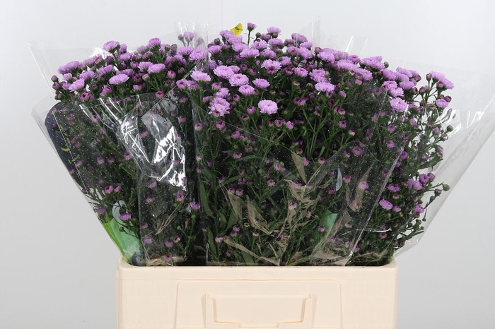 <h4>Ast Nb Do Da Pink</h4>