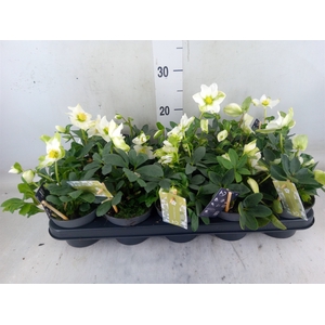 Helleborus niger 'Advent Star'