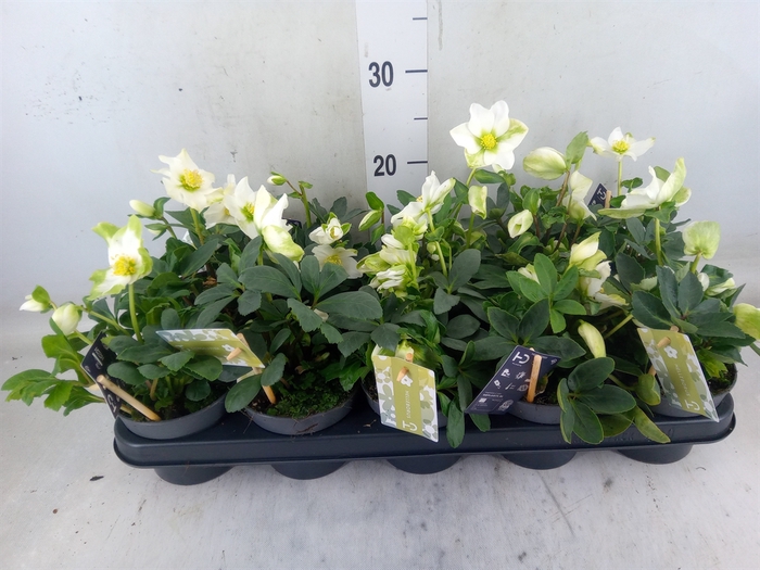 <h4>Helleborus niger 'Advent Star'</h4>