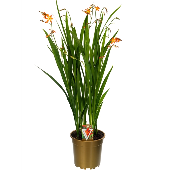 <h4>Crocosmia 'Carmine Brilliant' mix</h4>