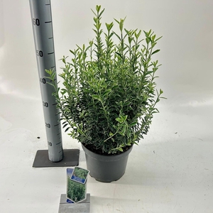 Euonymus Microphyllus Albovariegatu