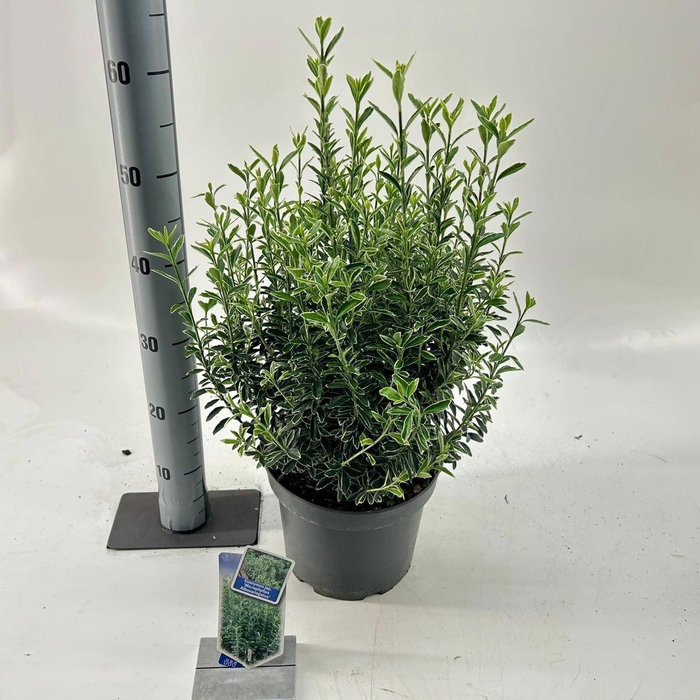 <h4>Euonymus Microphyllus Albovariegatu</h4>