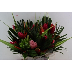 Helic Bqt Flat Medium Premium