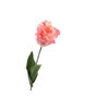 Tulipa Parrot Peach