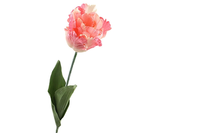 <h4>Tulipa Parrot Peach</h4>