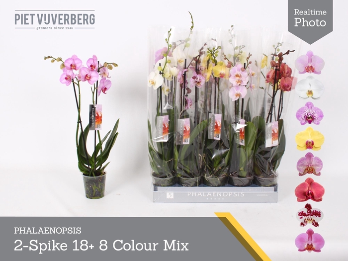 <h4>PHAL GEM 8 KL</h4>