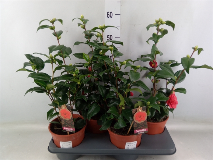 <h4>Camellia japonica</h4>