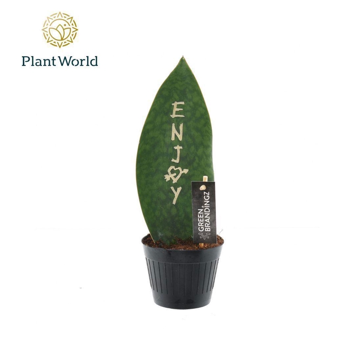 <h4>Sansevieria Green Brandingz Enjoy</h4>