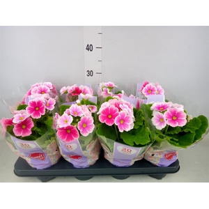 Primula obcon. 'Touch Me Red White'