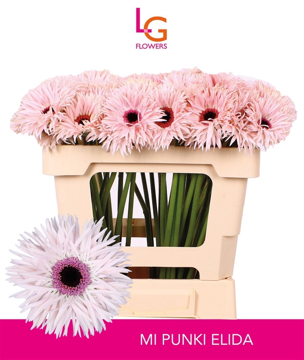 <h4>Germini Spider Punki Elida Water x60</h4>