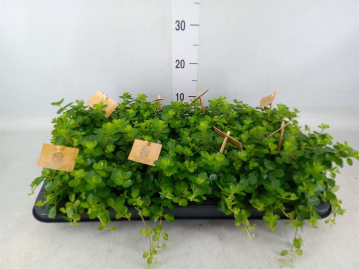<h4>Peperomia rotundifolia</h4>