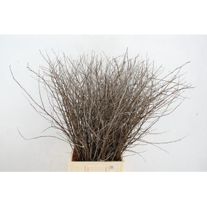 CORNUS ALBA ABEEL SPRAY 100CM