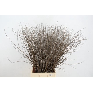 CORNUS ALBA ABEEL SPRAY 100CM