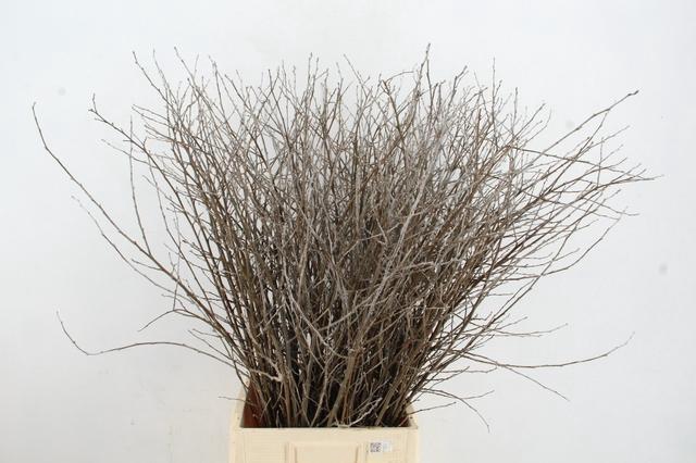 <h4>CORNUS ALBA ABEEL SPRAY 100CM</h4>