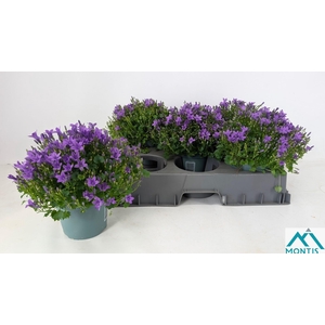 CAMP POR AMBE INT PU