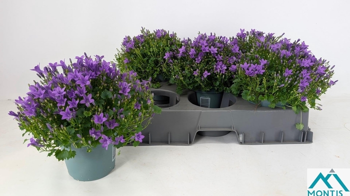 <h4>CAMP POR AMBE INT PU</h4>