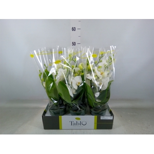 Phalaenopsis   ...white