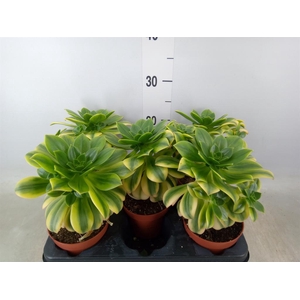 Aeonium   ...