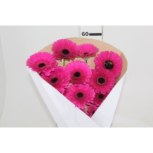 GERBERA DREAMLINE > 10 CM DIAM > 050 CM PINK