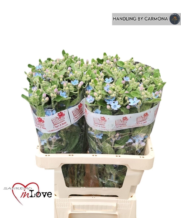 <h4>OXY CO TAN PURE BLU</h4>