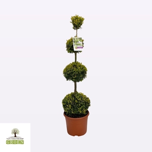 Buxus sempervirens Quattro bol