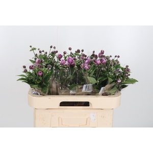 Anemone Margarete