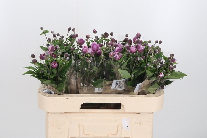 <h4>Anemone Margarete</h4>