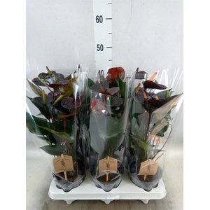 Anthurium  'Black Love'