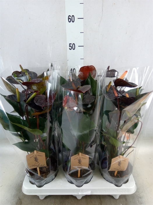<h4>Anthurium  'Black Love'</h4>