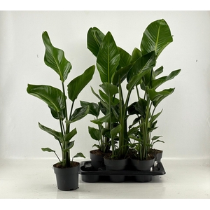 STRELITZIA NICOLAI