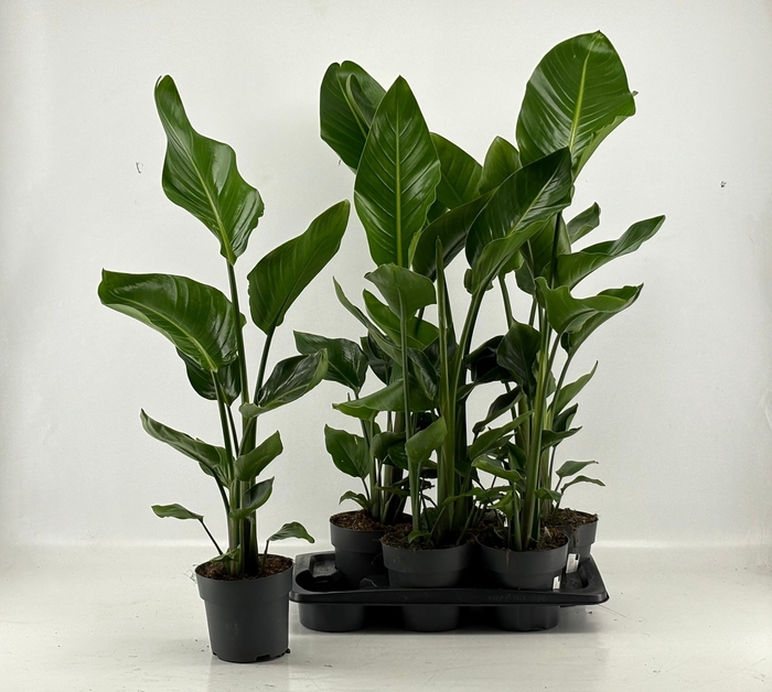 <h4>STRELITZIA NICOLAI</h4>